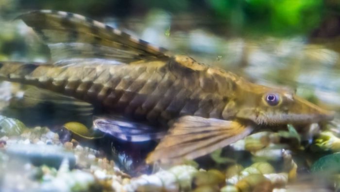 bottom-dwelling fish in 55 gallon fish tank