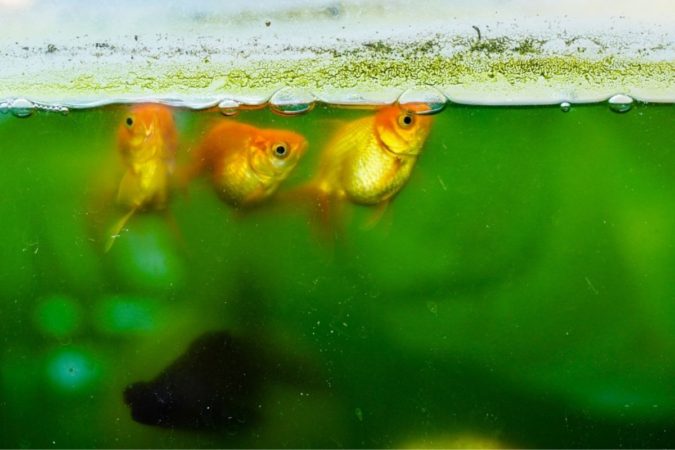 goldfish and green algae on aquarium glass