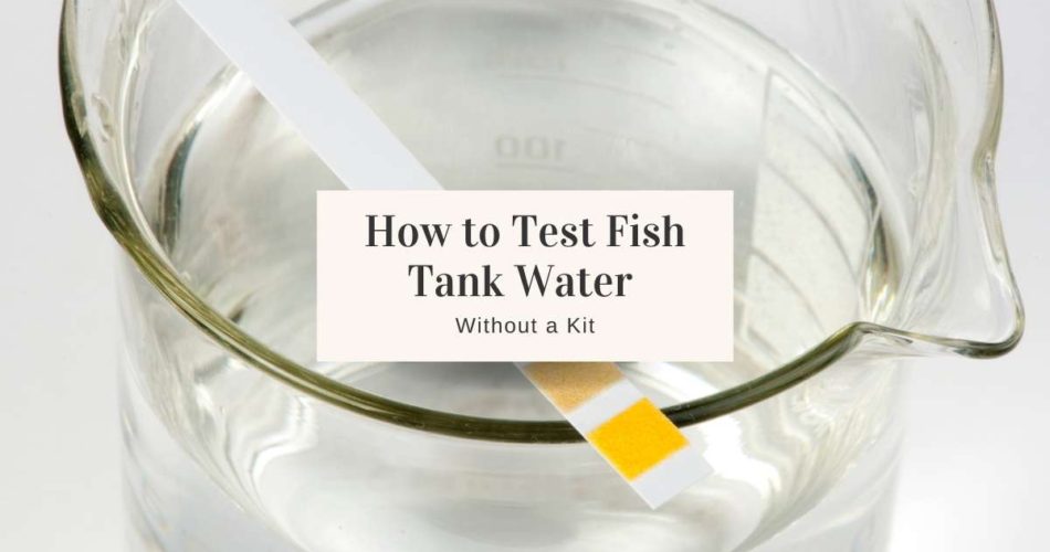 ways-to-test-fish-tank-water-quality-without-a-kit-jug-free