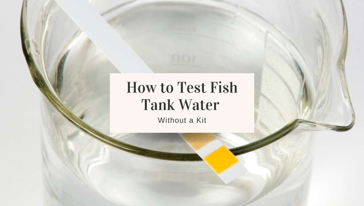 Ways to Test Fish Tank Water Quality Without a Kit Jug Free