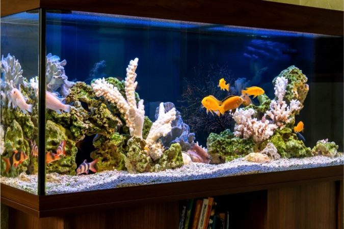 uv light fish tank